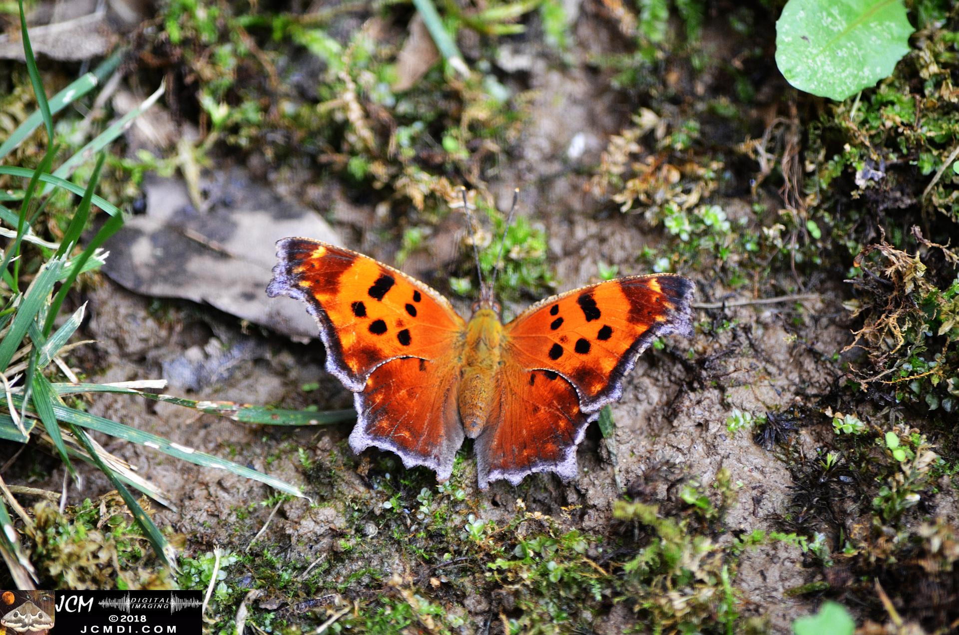 Question Mark Butterfly on mud (wings open) (Nikon D5100)